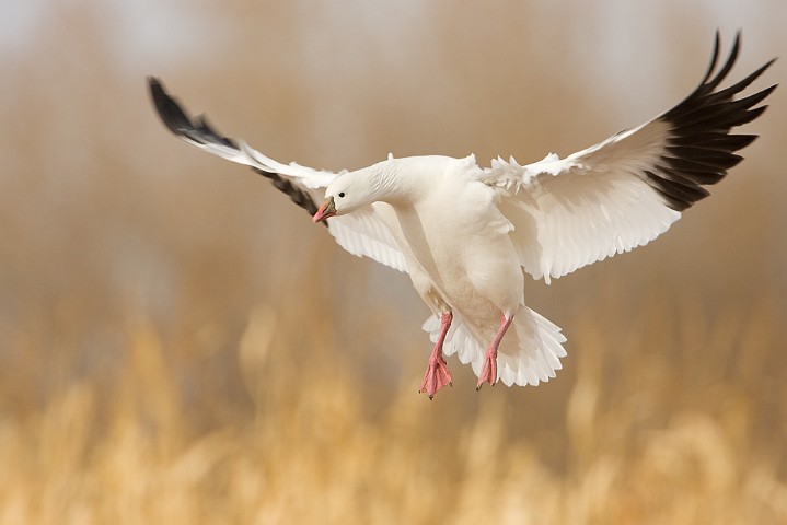 Zwergschneegans Rosss Goose Anser rossii